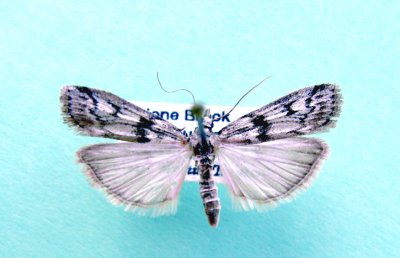 M not ID-59 Pyraloidea- prob.phycitinae 