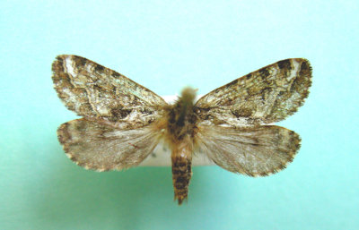 31 Koscheltellus gracilis - Hepiale gracieuse - Graceful Ghost Moth