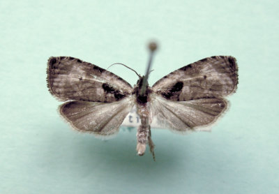 M not ID-65.jpg