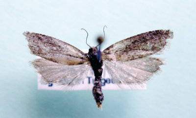 M not ID-71.jpg