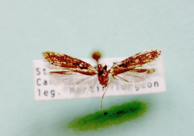 M not ID-75.jpg