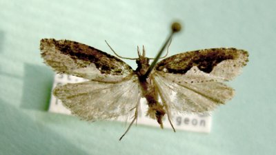 M not ID-83.jpg maybe Epinotia sp