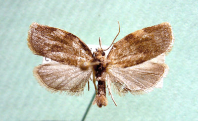M not ID-85.jpg