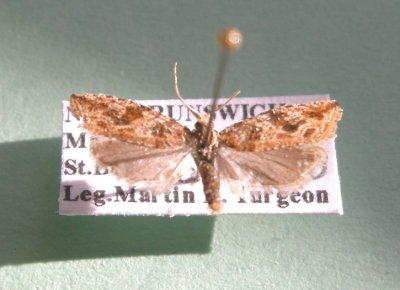 M not ID-87.jpg