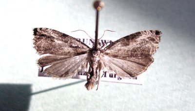 M not ID-89.jpg