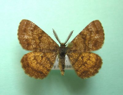 6436 Ematurga amitaria