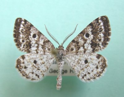 6639 Eufidonia discospilata