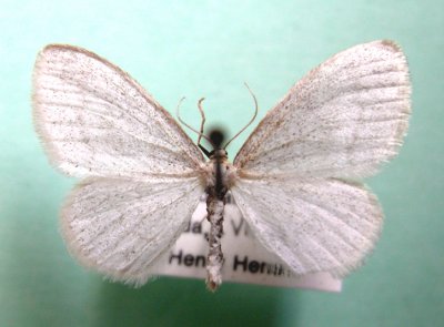 6676 Cabera exanthemata bryantaria