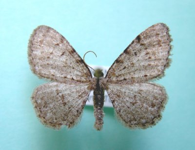 6570 Aethalura intertexta