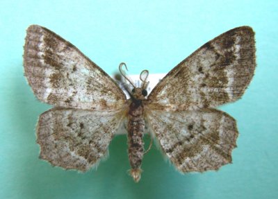 6656 Hypagyrtis piniata