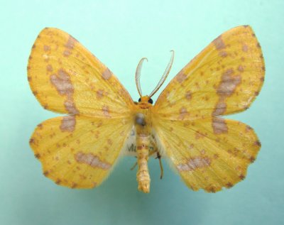 6740 Xanthotype urticaria