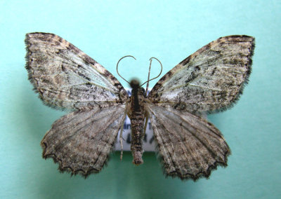7290 Coryphista meadii atlantica