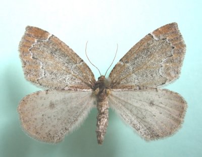 6799 Spodolepis(Epirranthis) substriataria