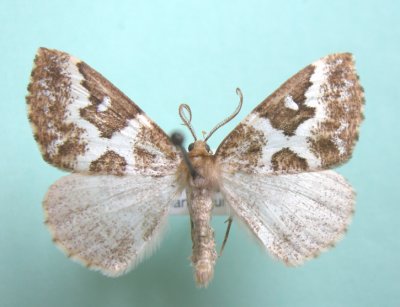 6863 Caripeta divisata
