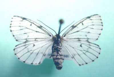 6868 Cingilia catenaria temis