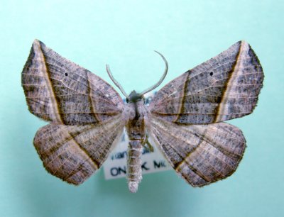6820 Metanema determinata   