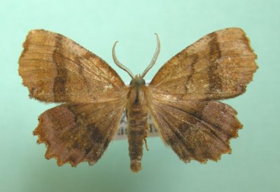 6835 Cepphis armataria