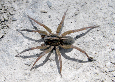 Trochosa terricola - male - Wolf Spider