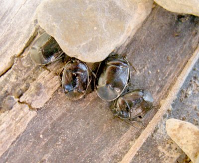 Sehirus cinctus Adult