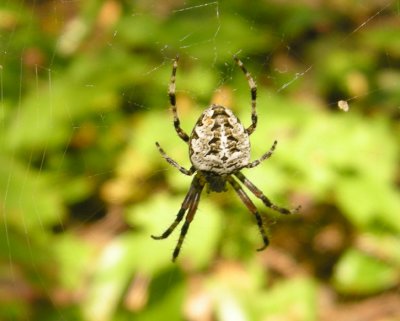 Araneus nordmanni