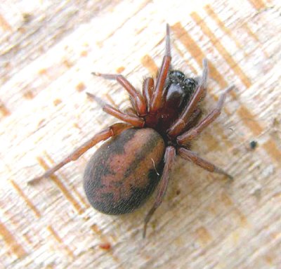 Callobius bennetti
