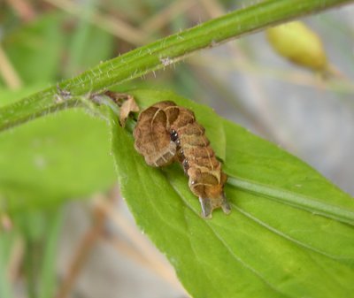 CATERPILLARS Unknown Madawaska CO.NB