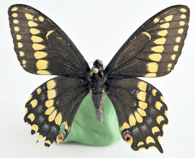 Papilio brevicauda - Colony found in Madawaska Co.NB Canada 2010