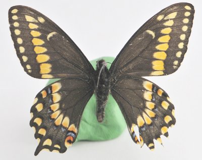Papilio brevicauda - Colony found in Madawaska Co.NB Canada