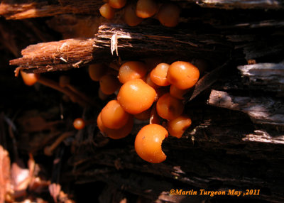 Mushroom 43a - Restigouche Co.