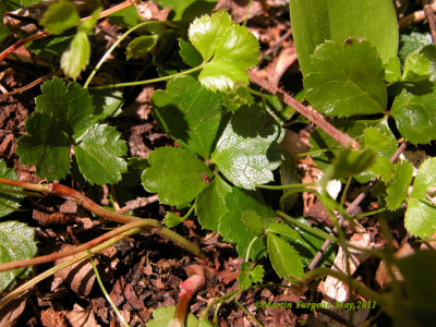Coptis trifolia - Goldthread /Coptide trifoliolee