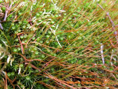 Moss