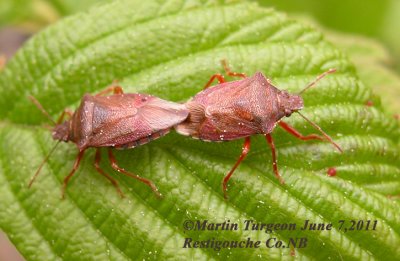 Punaise Stink bug