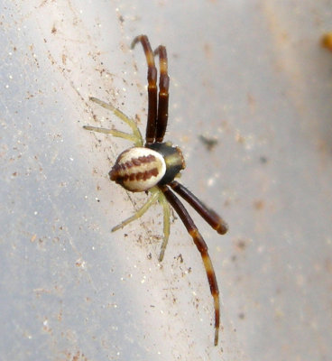 Misumena vatia - male