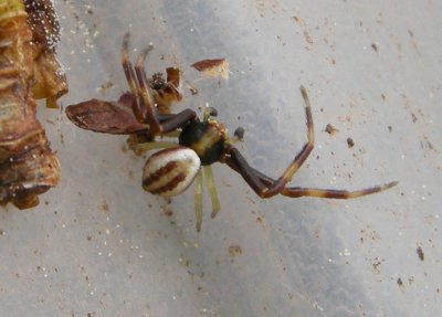 Misumena vatia - male