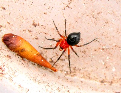 Hypselistes florens Spider - Dwarf Spiders (Erigoninae)
