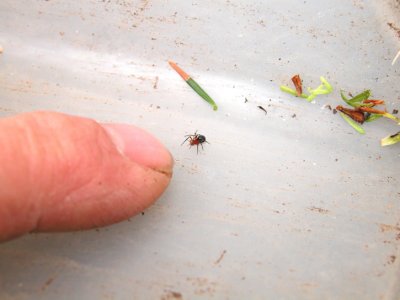 Hypselistes florens - Spider