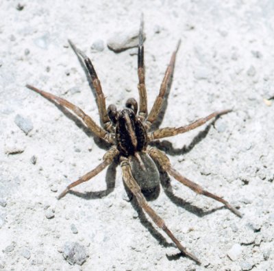 SPIDER Trochosa terricola - Male