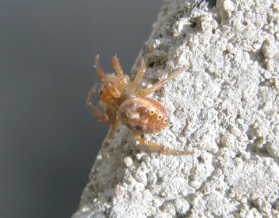 SPIDER Araniella displicata