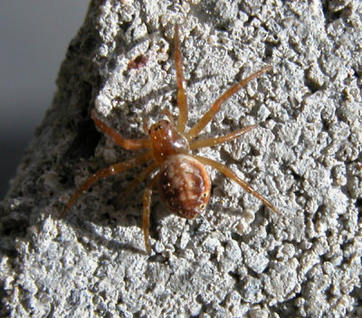 SPIDER Araniella displicata