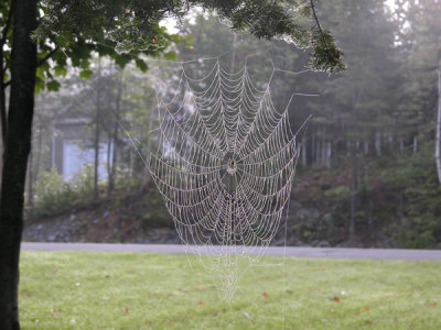 Spider Web St.Basile