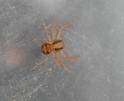 Spider Xysticus(Thomisidae)