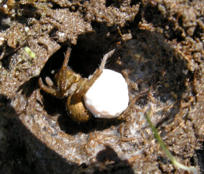 Spider June 15-2011