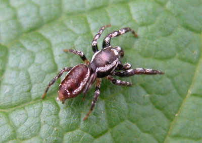 Spider maybe Pelegrina