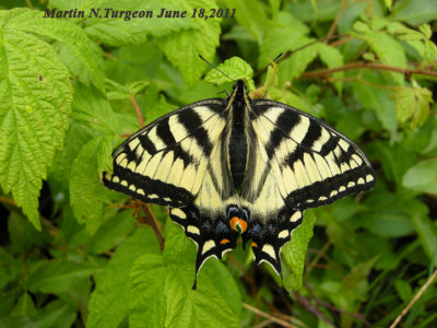 4176.1 Papilio canadensis  - Canadian tiger swallowtail