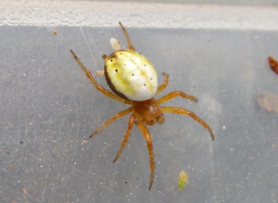 Araniella displicata