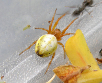 Araniella displicata