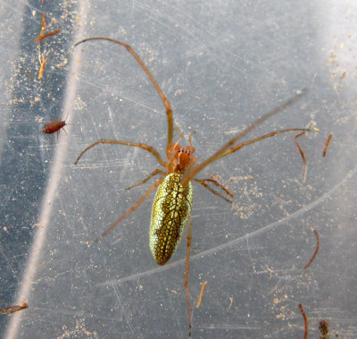 Tetragnatha - Male