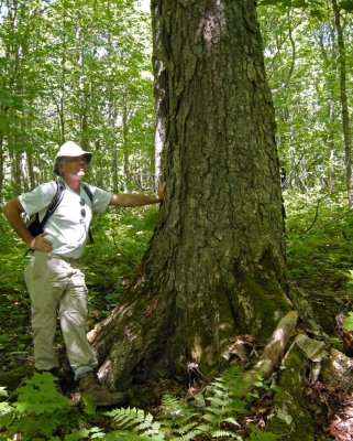 Yellow birch /Bouleau jaune 