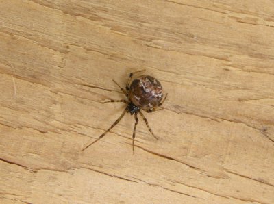 Spider Parasteatoda tepidariorum