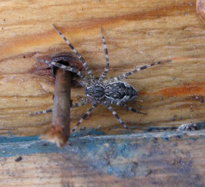 Spider Dolomedes at House